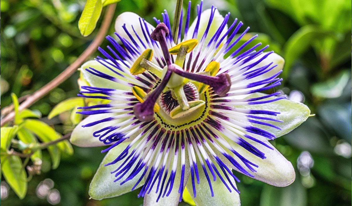 Passiflora, una alternativa natural
