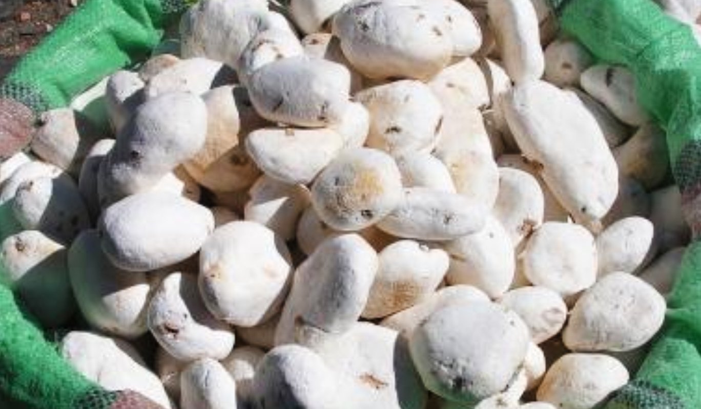 Beneficios de la harina de tocosh