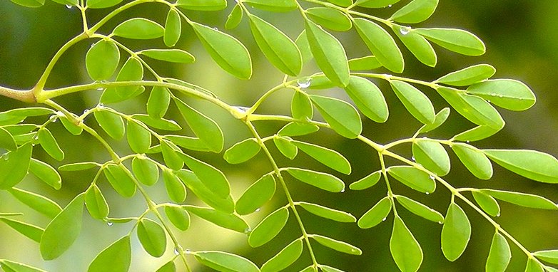 conoce beneficios propiedades moringa