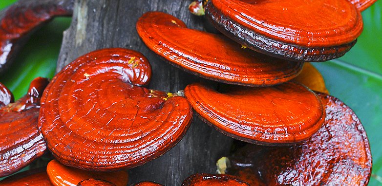 comprar ganoderma